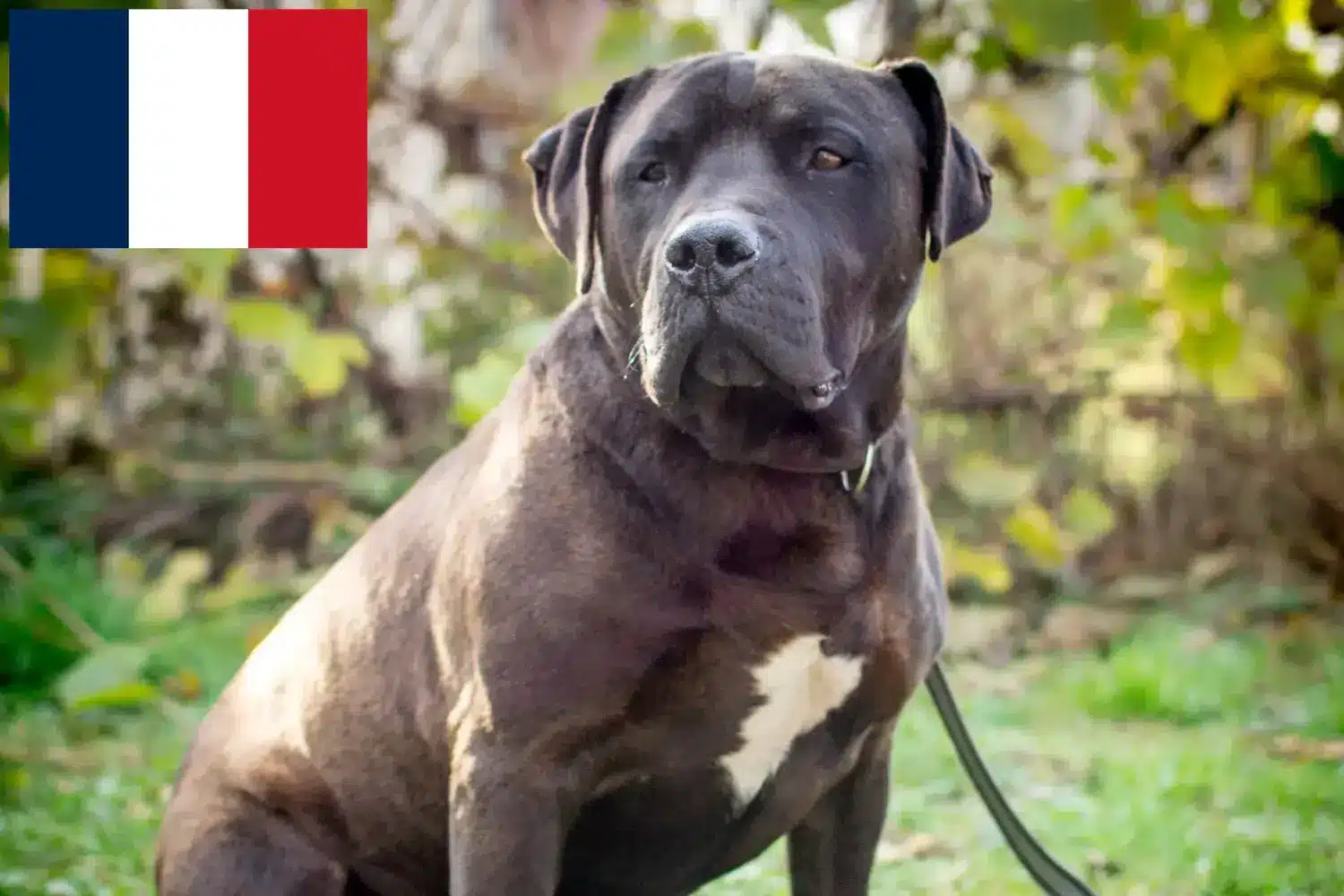 Lees meer over het artikel Labrastaff fokkers en puppies in Frankrijk