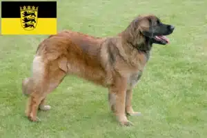 Lees meer over het artikel Leonberger fokkers en pups in Baden-Württemberg