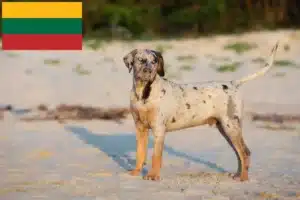 Lees meer over het artikel Louisiana Catahoula Luipaard Hondenfokker en Puppies in Litouwen