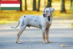 Lees meer over het artikel Louisiana Catahoula Luipaard Hondenfokker en Puppies in Hongarije