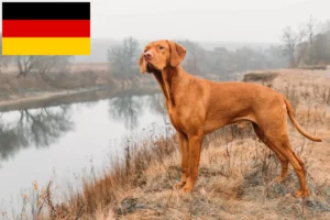 Lees meer over het artikel Magyar Vizsla fokkers en pups in Duitsland