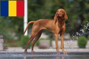 Lees meer over het artikel Magyar Vizsla fokkers en pups in Roemenië