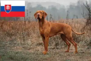 Lees meer over het artikel Magyar Vizsla fokkers en pups in Slowakije