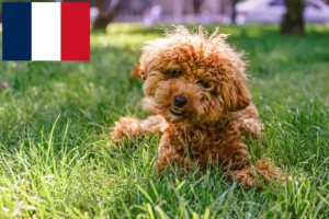 Lees meer over het artikel Maltipoo fokkers en pups in Frankrijk