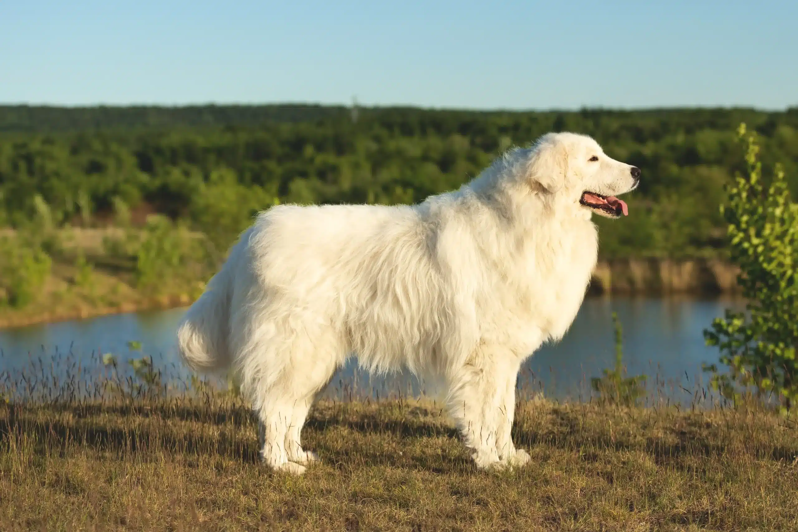 Lees meer over het artikel Maremma Abruzzo Herdershond Fokker