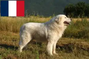 Lees meer over het artikel Maremma Abruzzo Herdershond fokkers en pups in Frankrijk