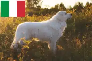 Lees meer over het artikel Maremma Abruzzo Herdershonden fokkers en puppies in Italië