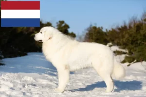 Lees meer over het artikel Maremma Abruzzo Herdershond fokkers en pups in Nederland
