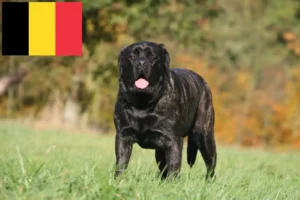 Lees meer over het artikel Mastiff fokkers en puppies in België