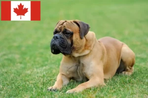 Lees meer over het artikel Mastiff fokkers en puppies in Canada