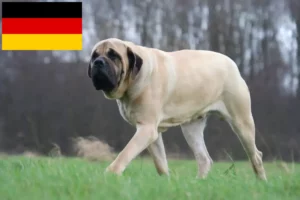 Lees meer over het artikel Mastiff fokkers en puppies in Duitsland