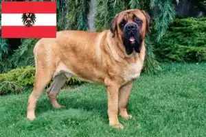 Lees meer over het artikel Mastiff fokkers en pups in Oostenrijk
