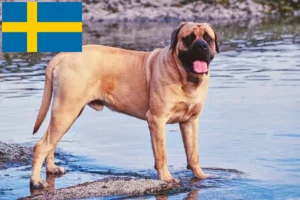 Lees meer over het artikel Mastiff fokkers en pups in Zweden