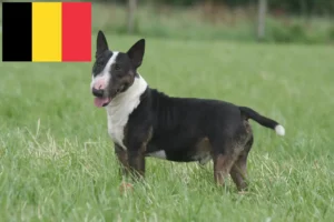 Lees meer over het artikel Dwergkees fokkers en puppies in België