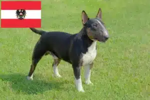 Lees meer over het artikel Dwergkees fokkers en puppies in Oostenrijk
