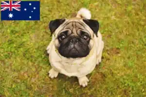 Lees meer over het artikel Mopshonden fokkers en puppies in Australië