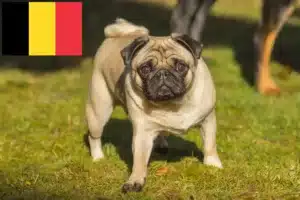 Lees meer over het artikel Mopshonden fokkers en puppies in België