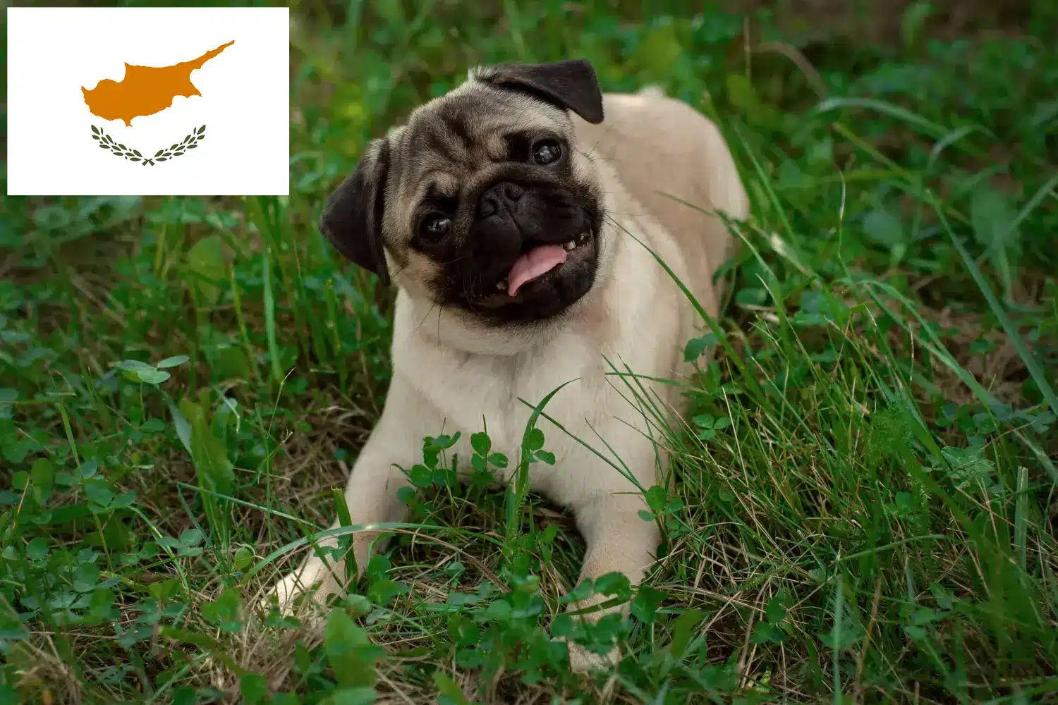 Mopshond puppies en fokkers Republiek Cyprus Hier vind je mopshondenfokkers in Cyprus.
