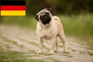Lees meer over het artikel Mopshonden fokkers en puppies in Duitsland