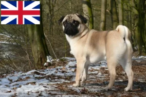 Lees meer over het artikel Mopshondenfokkers en puppies in Groot-Brittannië