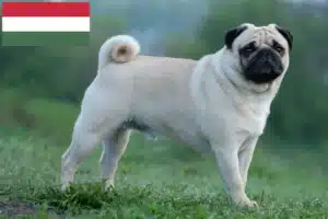Lees meer over het artikel Mopshonden fokkers en puppies in Hongarije