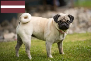 Lees meer over het artikel Mopshonden fokkers en puppies in Letland