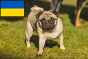 Lees meer over het artikel Mopshonden fokkers en puppies in Oekraïne