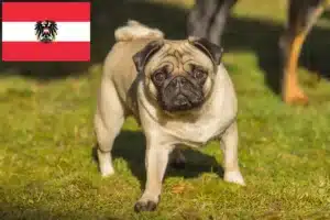 Lees meer over het artikel Mopshonden fokkers en puppies in Oostenrijk