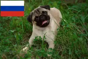 Lees meer over het artikel Mopshonden fokkers en puppies in Rusland