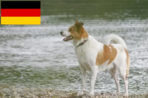 Lees meer over het artikel Norrbottenspitz fokkers en pups in Duitsland