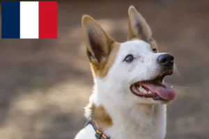 Lees meer over het artikel Norrbottenspitz fokkers en pups in Frankrijk