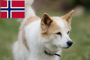 Lees meer over het artikel Norrbottenspitz fokkers en pups in Noorwegen