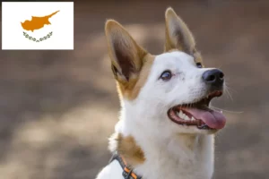 Lees meer over het artikel Norrbottenspitz fokkers en pups in Cyprus