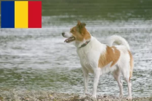 Lees meer over het artikel Norrbottenspitz fokkers en pups in Roemenië