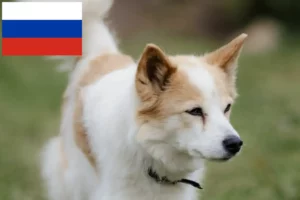 Lees meer over het artikel Norrbottenspitz fokkers en pups in Rusland