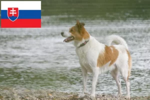 Lees meer over het artikel Norrbottenspitz fokkers en pups in Slowakije