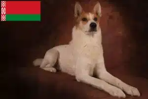 Lees meer over het artikel Norrbottenspitz fokkers en pups in Wit-Rusland