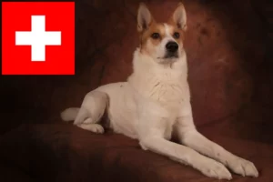 Lees meer over het artikel Norrbottenspitz fokkers en pups in Zwitserland