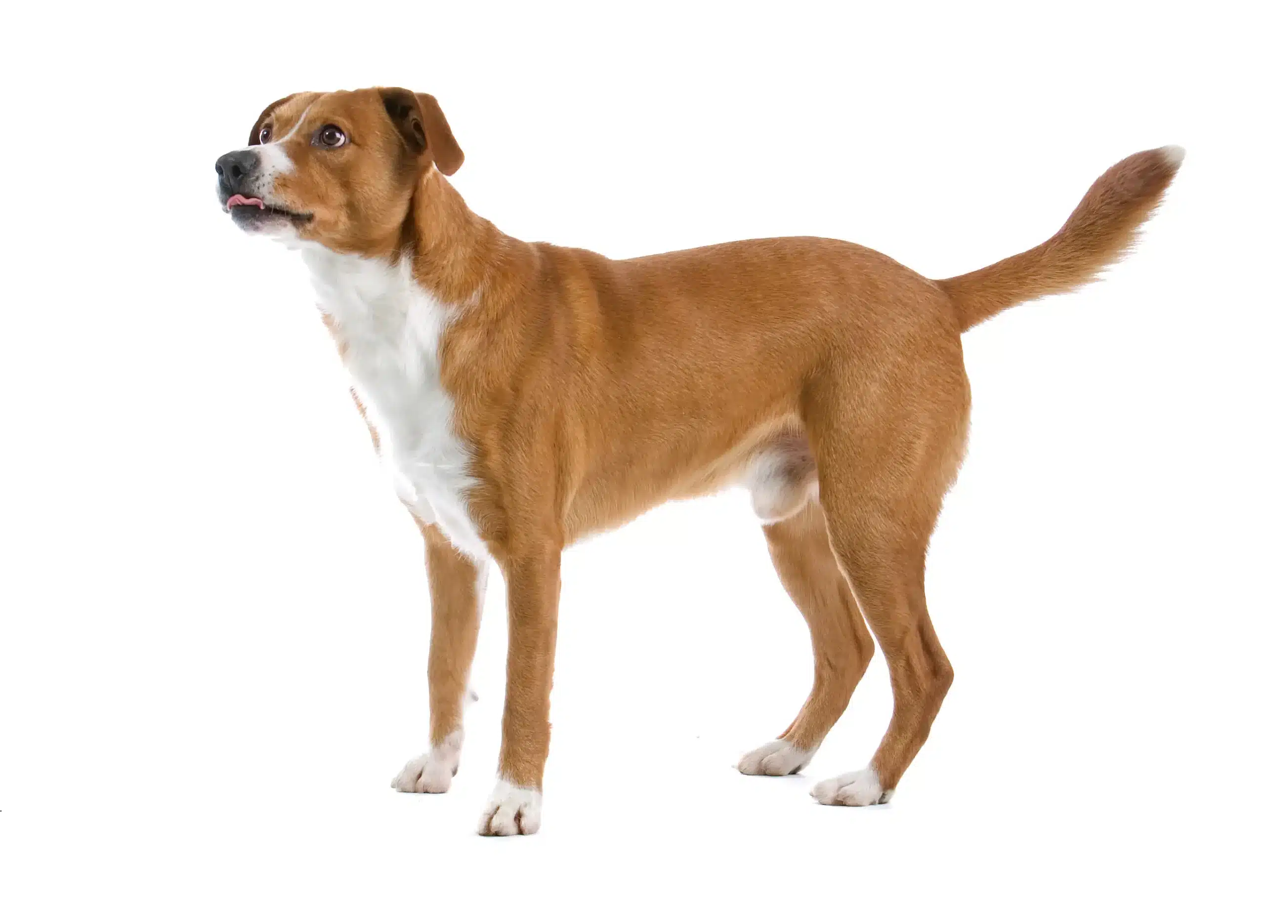 Lees meer over het artikel Oostenrijkse Pinscher fokker