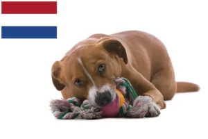 Lees meer over het artikel Oostenrijkse Pinscher fokker en pups in Nederland