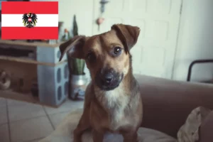 Lees meer over het artikel Oostenrijkse Pinscher fokker en puppies in Oostenrijk