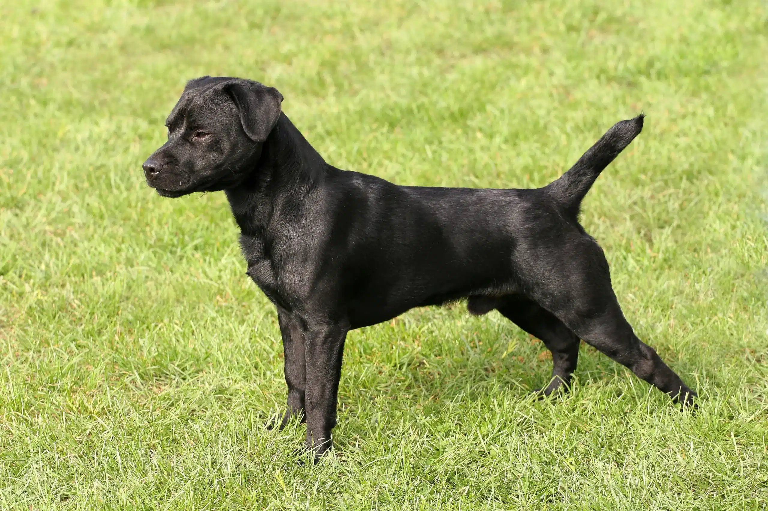 Lees meer over het artikel Patterdale Terrier Fokker