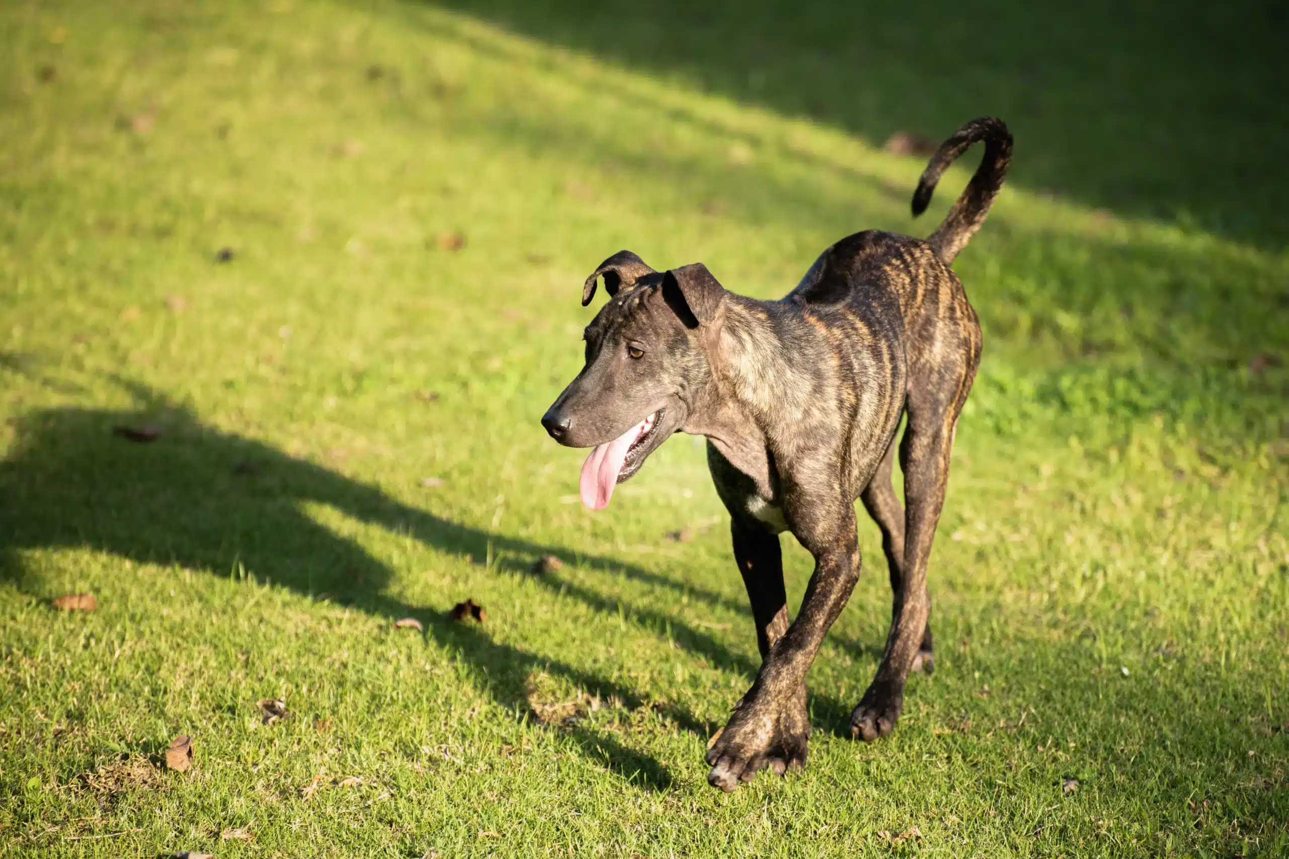 Lees meer over het artikel Phu Quoc Ridgeback fokker