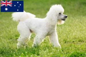 Lees meer over het artikel Poedelfokkers en puppy’s in Australië