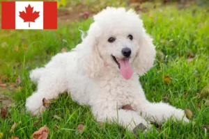 Lees meer over het artikel Poedelfokkers en puppy’s in Canada
