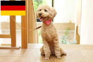 Lees meer over het artikel Poedelfokkers en puppy’s in Duitsland