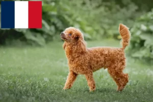 Lees meer over het artikel Poedelfokkers en puppies in Frankrijk