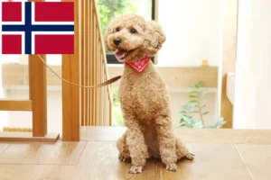 Lees meer over het artikel Poedelfokkers en puppies in Noorwegen