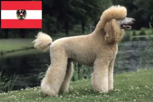 Lees meer over het artikel Poedelfokkers en puppy’s in Oostenrijk
