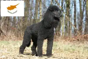 Lees meer over het artikel Poedelfokkers en puppies in Cyprus